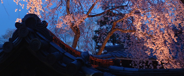 高台寺　桜　ライトアップ
