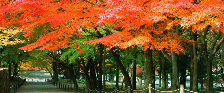 NANZENJI TEMPLE AUTUMN LEAVES