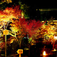 京都　紅葉　ライトアップ　観光