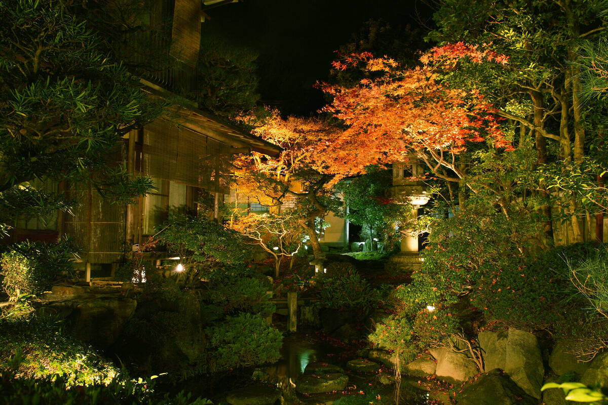 ライトアップされた紅葉の庭