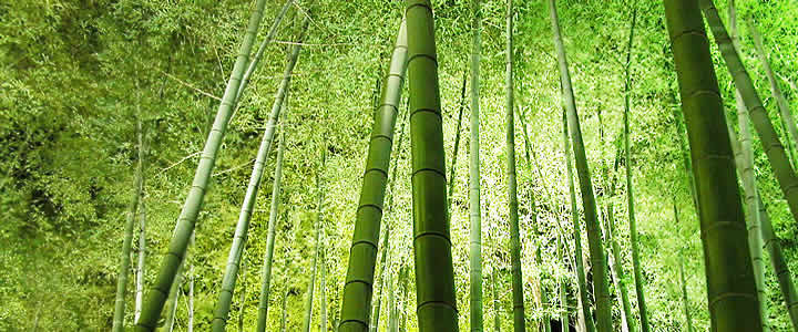 KYOTO MAP TOUR SAGANO BAMBOO FOREST