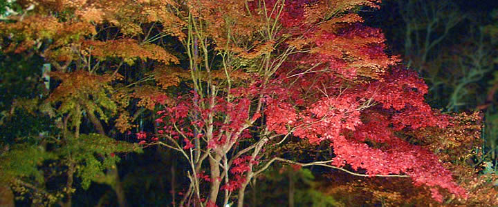 TENJUAN TEMPLE NIGHT VIEW